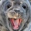 Hyper Seal