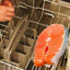Dishwasher Salmon