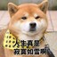 针不摇莲