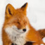 Sammy the Fox's avatar