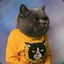 Sweater Cat