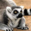 Lemur