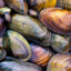 Mussels