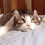 Satıcı