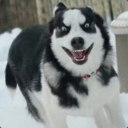 狗修金sama将命令你们所有人