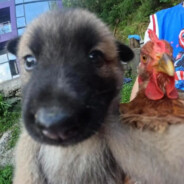 学过数学的都知道，这积吧，越导越小