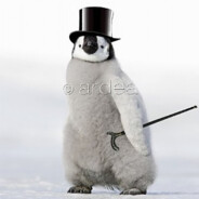 Mr.Penguin