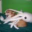 Suicide squid