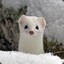 Tailed Weasel