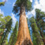 Sequoiadendron giganteum