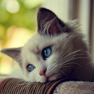 奇奇怪怪没有脑袋