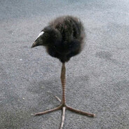 Снопи - steam id 76561199756689115