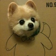 想要躺赢的单纯狗