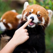 Redfox - steam id 76561197962041824