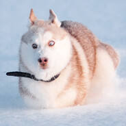 граф трахула