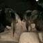 ICryMilk