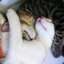 Meow