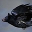 Ursidae Crow