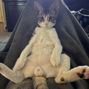 TheCatLover avatar