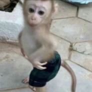 韦梦恬是马喽大王