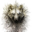 Wolf_4444