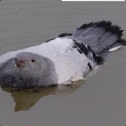 fieldpigeon67 avatar