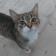 Tapicer Myszak *******