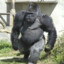 GoriLLa TIME