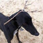 Autistic Deer
