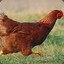 Chicken p90 (SMURF))))))))))))))