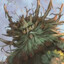 socratrees959
