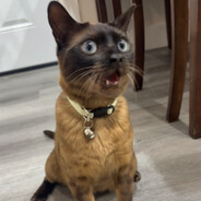 1 gwak coco