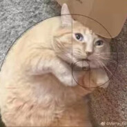 超级悍匪猫猫头