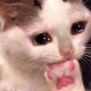 料理鼠王之别管我