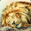 Sleeping Lion