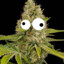 Master Kush