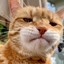 Kiiler网瘾猫