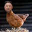 Kim Jong-Huhn