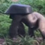 Gorila de Chapéu