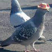 BirdWithAHat