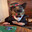 perrito ludopata