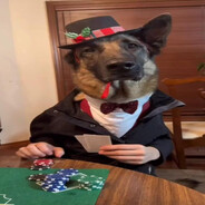 perrito ludopata