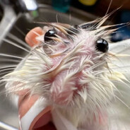 SOSIZHOPU - steam id 76561199225720435