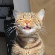 happymaxxingcat - steam id 76561198300406950
