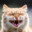 meow