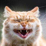 meow