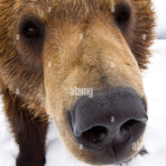 BearSniffer