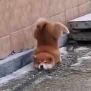 舔苟舔到最后一无所有