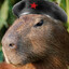 CAPITAN CAPIBARA