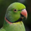 parakeet